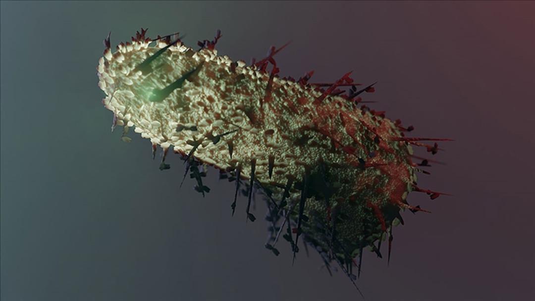 İstanbul da kuduz alarmı! Yaklaşık 124 bin kişi hastaneye koştu, en çok vakanın yaşandığı ilçe belli oldu 1