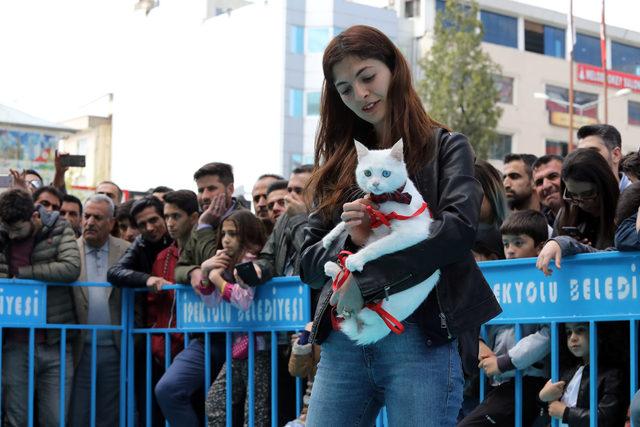 Van kedileri güzellik yarışması için podyuma çıktı