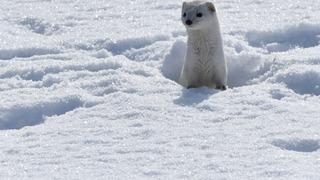 Son dakika: Kars'ta nesli koruma altındaki gelincik g&ouml;r&uuml;nt&uuml;lendi