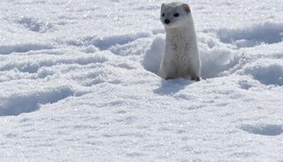 Kars'ta nesli koruma altındaki gelincik g&ouml;r&uuml;nt&uuml;lendi