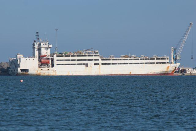 Samsun'u gemi ile getirilen ithal büyükbaşların kokusu sardı