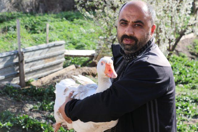 Çorum'da kuş gribi şüphesi