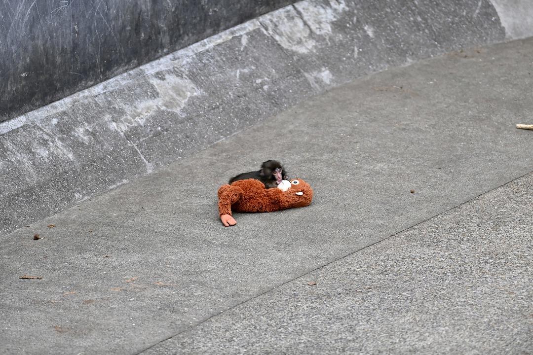 Fenomen maymun Punch ın oyuncağı yok satıyor! İşte Türkiye fiyatı 4