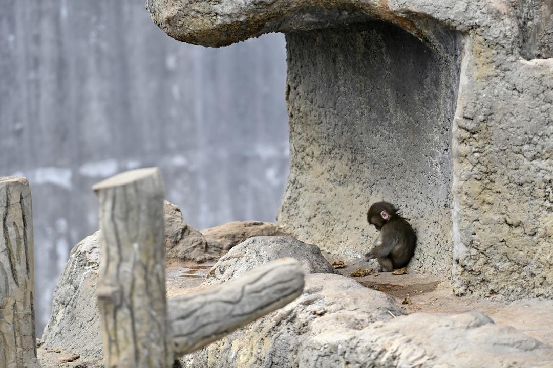 Fenomen maymun Punch ın oyuncağı yok satıyor! İşte Türkiye fiyatı 1