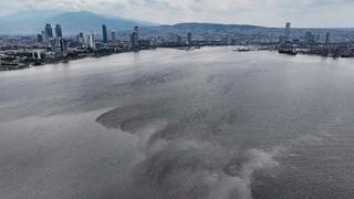 Son dakika: Hepsi İzmir K&ouml;rfezi'nden toplandı! Midyelerde Hepatit vir&uuml;s&uuml; &ccedil;ıktı