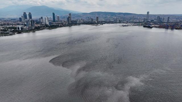 Hepsi İzmir Körfezi'nden toplandı! Midyelerde Hepatit virüsü çıktı