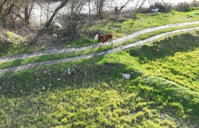 Kargı’da kayıp buzağı 72 saat sonra dron ile bulundu 2