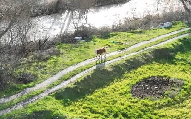 Kargı’da kayıp buzağı 72 saat sonra dron ile bulundu 1
