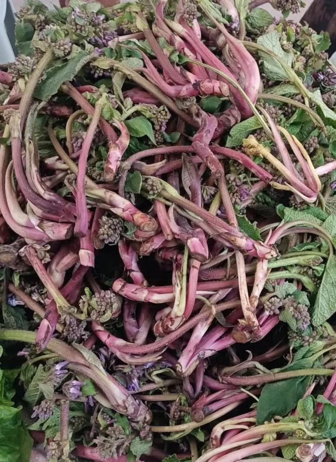 Savaşa giden askerlere verilirmiş! Doğada kendiliğinden yetişiyor: Faydaları saymakla bitmiyor 2