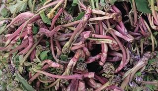 Doğada kendiliğinden yetişiyor! Savaşa giden askerlere verilirmiş