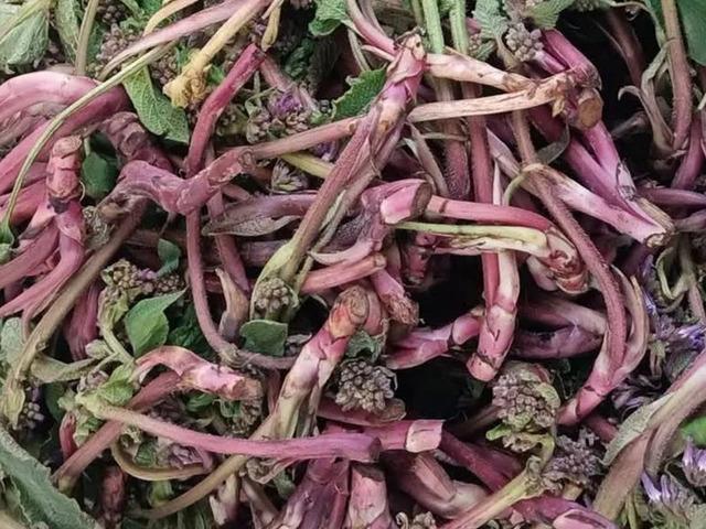 Doğada kendiliğinden yetişiyor! Savaşa giden askerlere verilirmiş