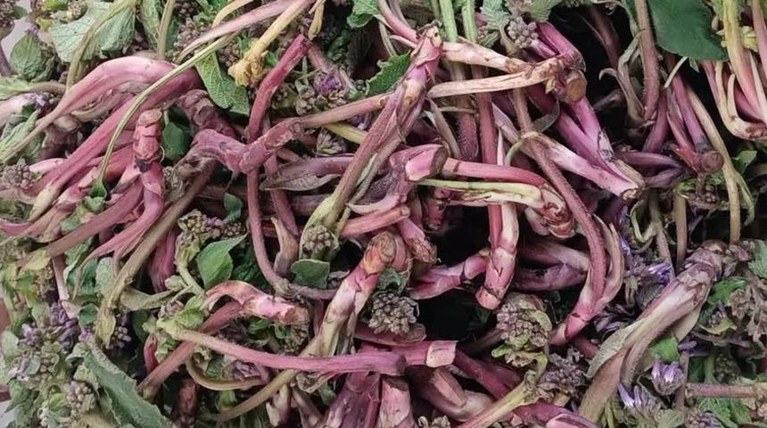 Savaşa giden askerlere verilirmiş! Doğada kendiliğinden yetişiyor: Faydaları saymakla bitmiyor