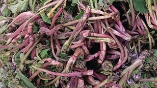 Savaşa giden askerlere verilirmiş! Doğada kendiliğinden yetişiyor: Faydaları saymakla bitmiyor