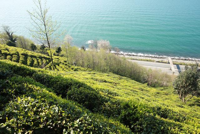 Doğu Karadeniz'de çay hasadı erken başlayacak