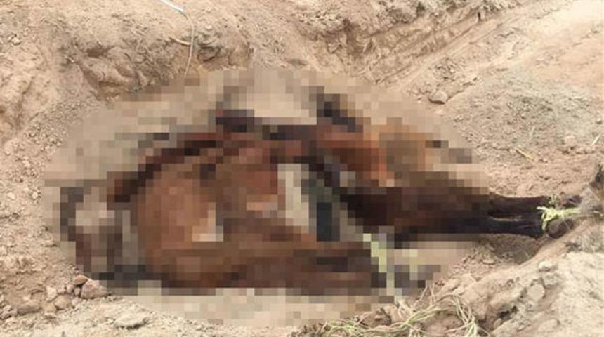 Konya'daki çiftlikte korkunç manzara!