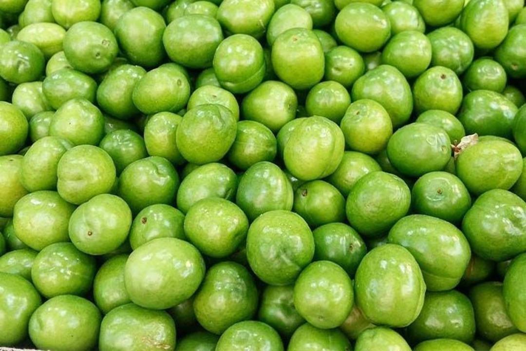 S&uuml;leymaniye de yeşil altın mesaisi: Kilosu 500 dolar! 1