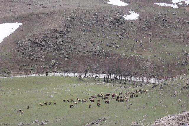 Ağrı’da hayvanlar meraya çıktı