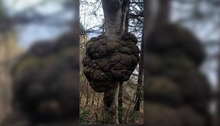 Ormanda tesad&uuml;fen buldu! Değeri altınla yarışıyor