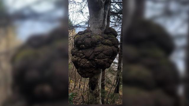 Ormanda tesadüfen bulundu! Değeri altınla yarışıyor, dev hali büyülüyor...