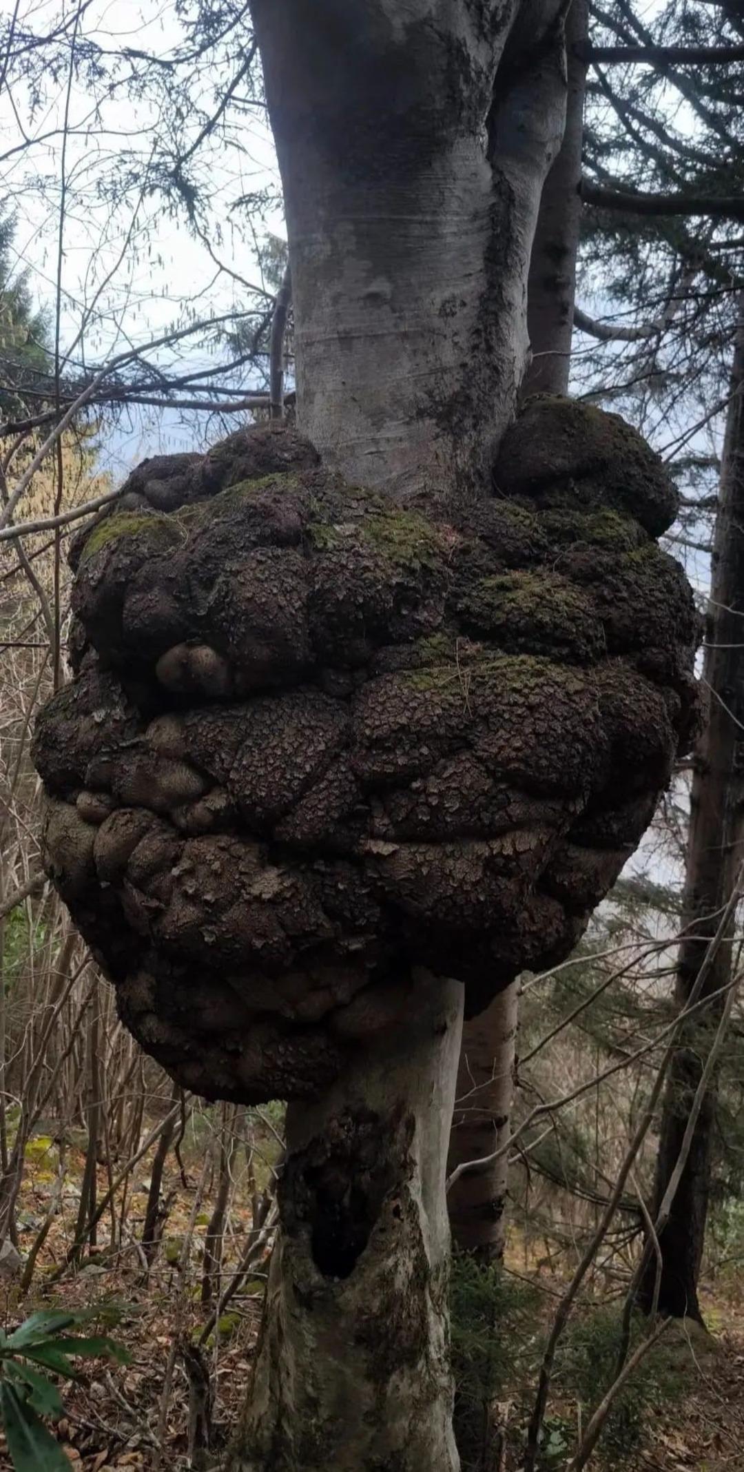 Ormanda tesadüfen bulundu! Değeri altınla yarışıyor, dev hali büyülüyor... 1