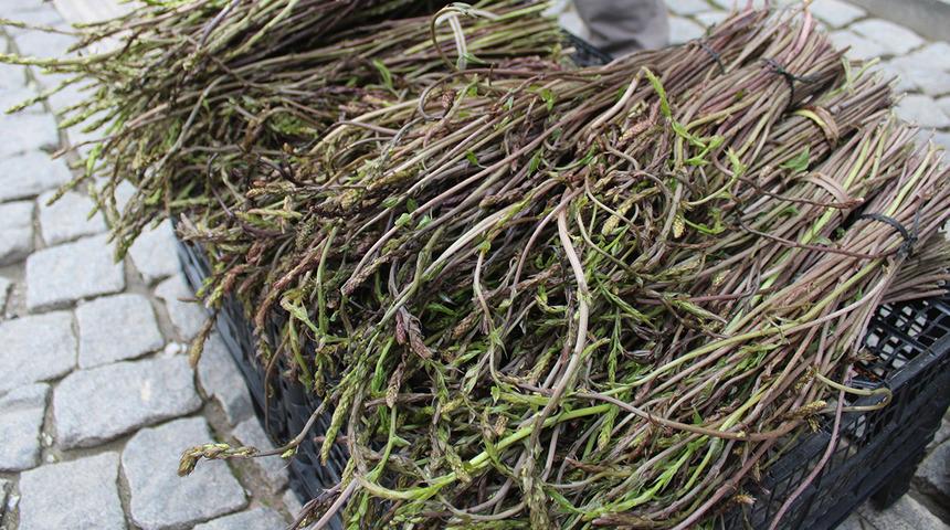 Toprakta kendiliğinden &ccedil;ıkıyor! En sağlıklı otlar arasında: Eklem ağrılarına birebir