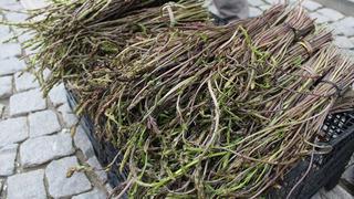 Toprakta kendiliğinden çıkıyor! En sağlıklı otlar arasında: Eklem ağrılarına birebir