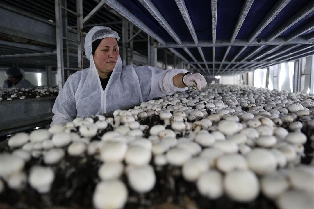 İngilizce öğretmenliğini bırakıp tesis kurdu: Günde 2 ton üretiyor 5