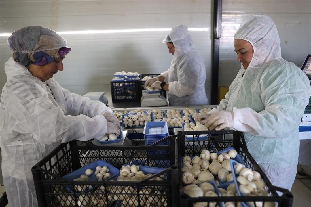 İngilizce öğretmenliğini bırakıp tesis kurdu: Günde 2 ton üretiyor 3