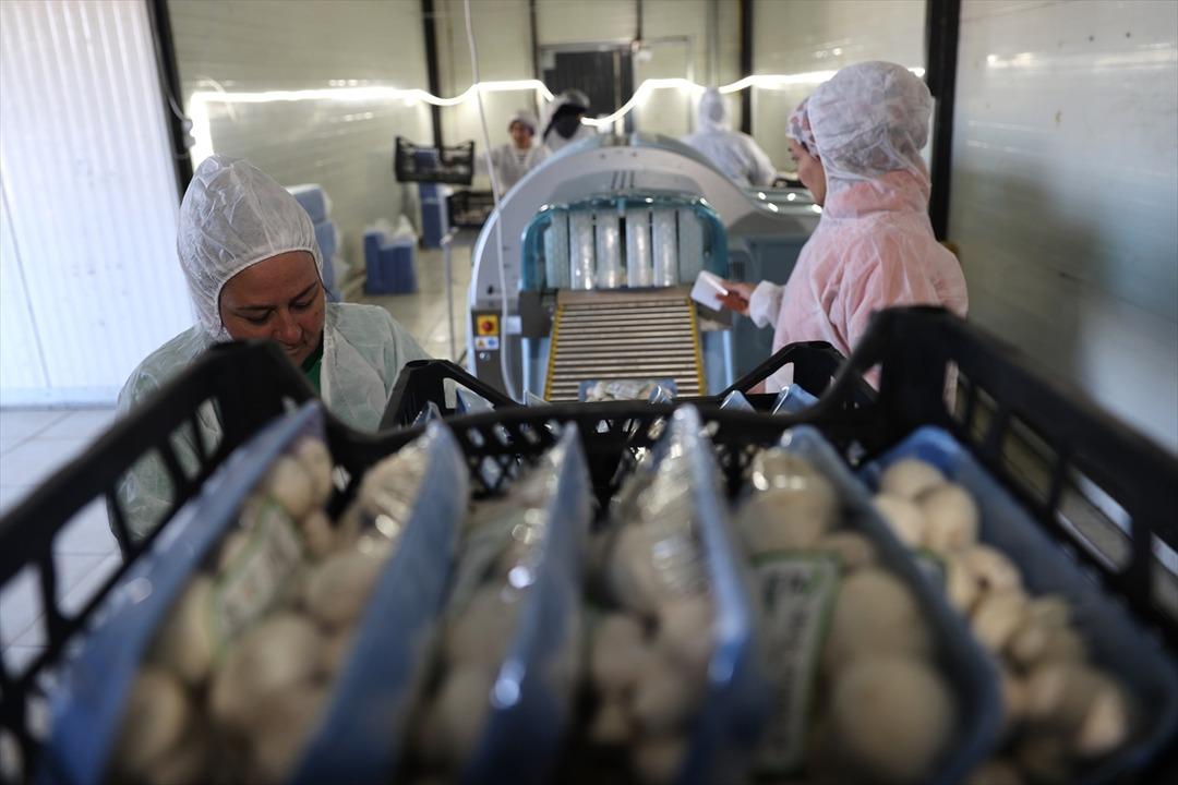 İngilizce öğretmenliğini bırakıp tesis kurdu: Günde 2 ton üretiyor 7