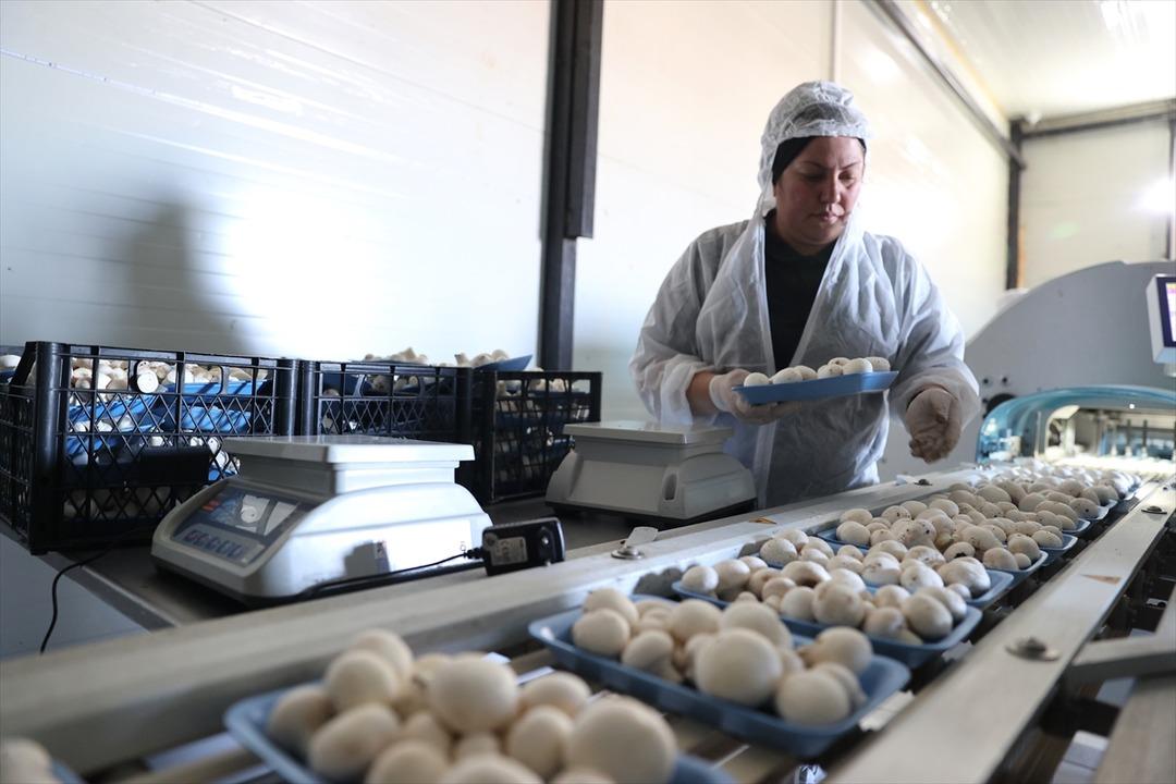 İngilizce öğretmenliğini bırakıp tesis kurdu: Günde 2 ton üretiyor 1