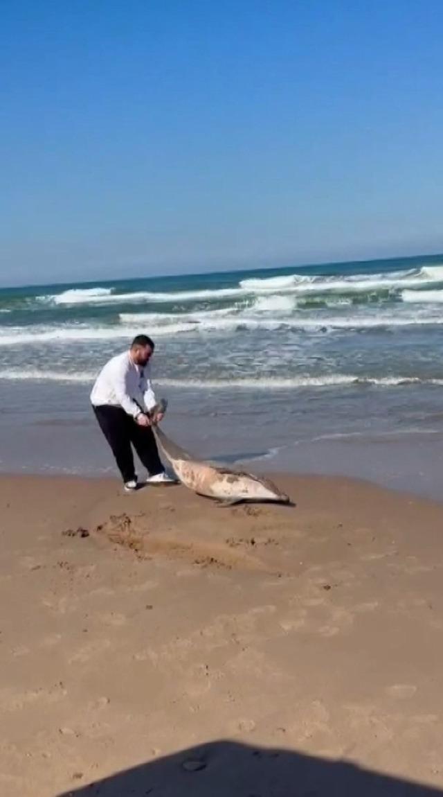 Şile&rsquo;de &ouml;l&uuml; yunus kıyıya vurdu 1