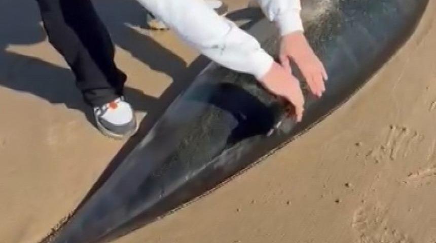 Şile&rsquo;de &ouml;l&uuml; yunus kıyıya vurdu