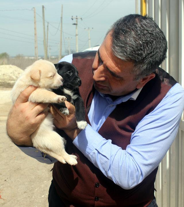 Savcı, 6 yavrusu olan köpeği elleriyle besledi