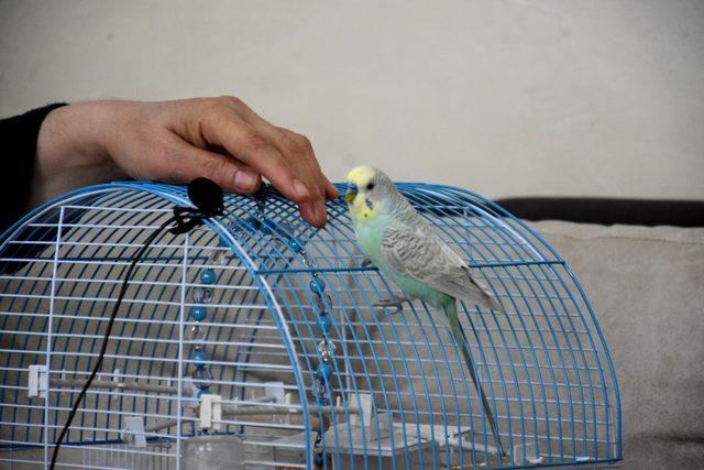 70 kelime konuşan muhabbet kuşu 1