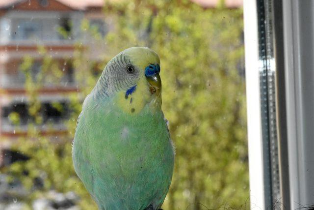 70 kelime konuşan muhabbet kuşu 3