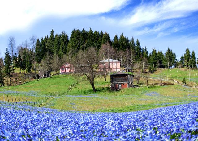 'Mor yayla'ya ziyaretçi akını