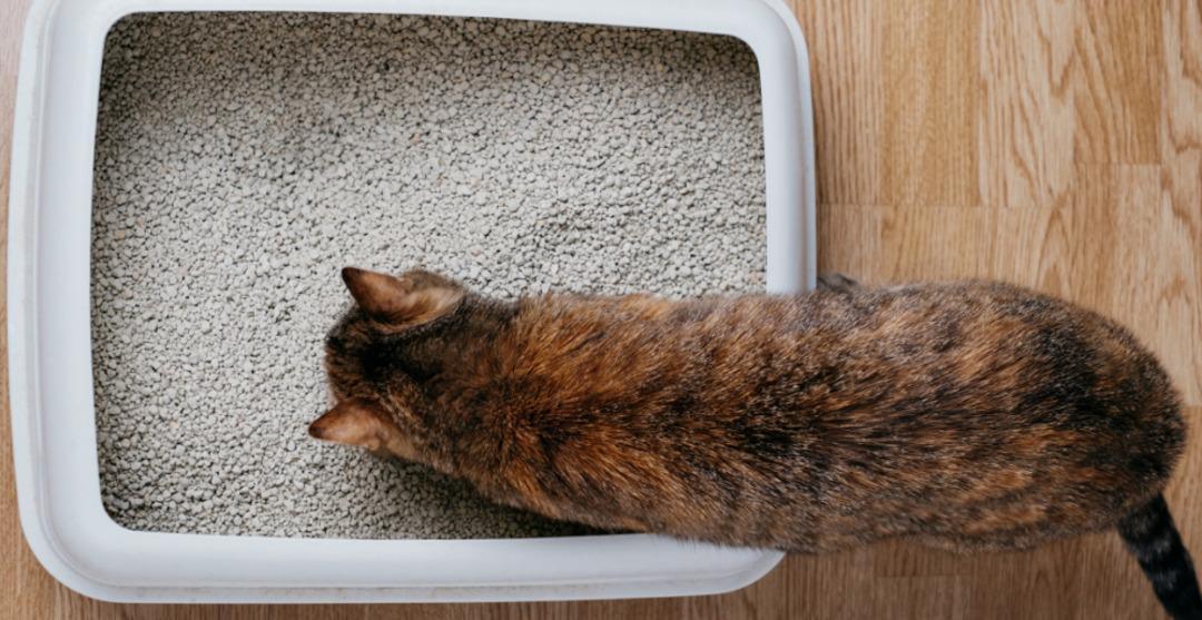 Evcil hayvanıyla yaşanlara özel temizlik tüyoları 4