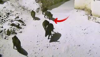 Elzaığ'da yiyecek arayan domuz s&uuml;r&uuml;s&uuml; k&ouml;ye indi!