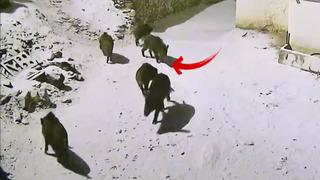 Elazığ'da yiyecek arayan domuz sürüsü köye indi!