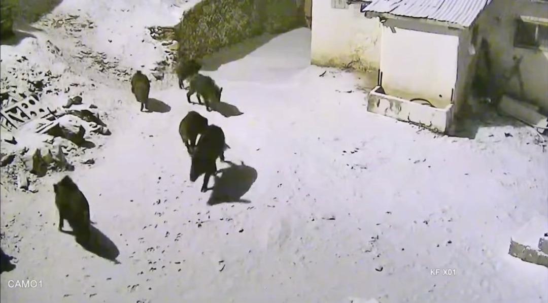 Elazığ da yiyecek arayan domuz sürüsü köye indi! 1