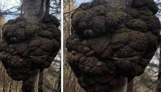 Ormanda kendiliğinden b&uuml;y&uuml;yor: Piyasada altın değerinde! 