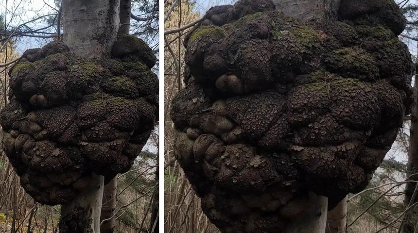 Ormanda kendiliğinden b&uuml;y&uuml;yor: Piyasada altın değerinde! 