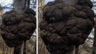 Ormanda kendiliğinden büyüyor: Piyasada altın değerinde! 