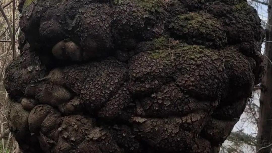 Ormanda kendiliğinden b&uuml;y&uuml;yor: Piyasada altın değerinde!  2