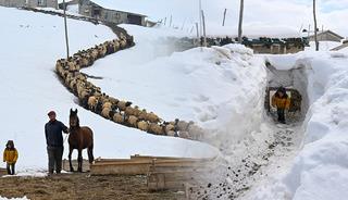 350 can i&ccedil;in beyaz esarete direniyorlar