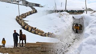 Görüntüler Van'dan geldi: 9 yıllık inat, görülmemiş esaret... Herkes gitti, bir tek onlar kaldı