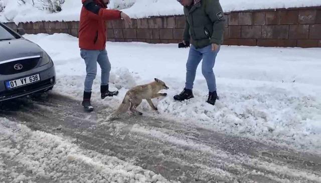 Bing&ouml;l&rsquo;de a&ccedil; kalan kızıl tilki şehir merkezine indi 3