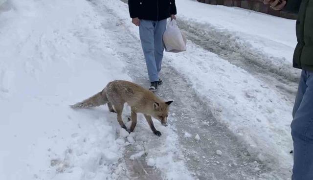 Bing&ouml;l&rsquo;de a&ccedil; kalan kızıl tilki şehir merkezine indi 1