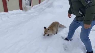 Bingöl’de aç kalan kızıl tilki şehir merkezine indi