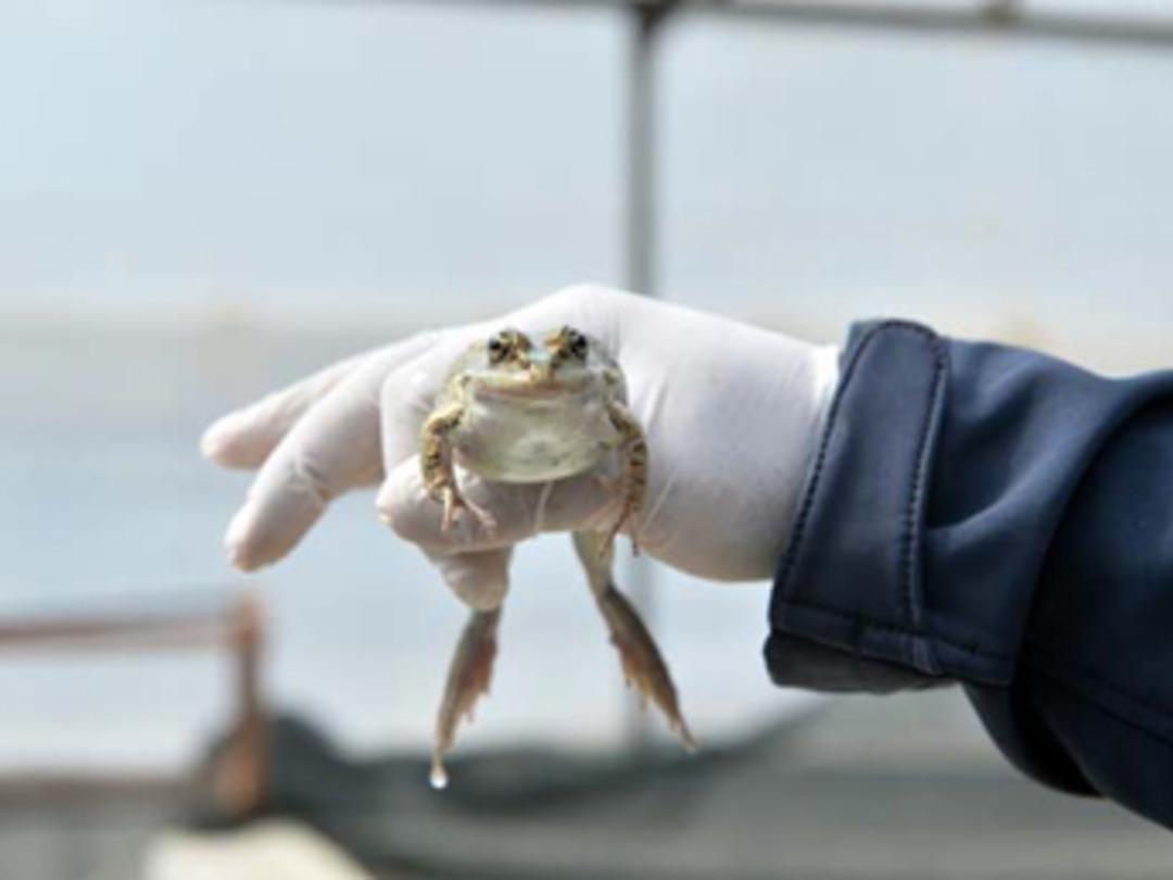 Girişimciler i&ccedil;in bedava kurbağa yetiştiriyorlar!